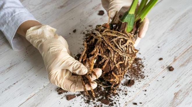 Orkideler, zarif grnmleri ve narin yaplaryla evlerimizin en zel ss bitkilerinden biridir. Ancak bu gzel bitkilerin salkl bir ekilde bymesi, yeni iek dallar retmesi iin doru bakm yntemlerine ihtiya var. te yapmanz gereken uygulama.