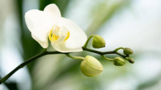 Orkide yapraklar, bitkinin genel sal hakknda nemli ipular verir. Bu sorunlar nlemek iin orkidelerin dzenli olarak kontrol edilmesi ve yapraklarn temiz tutulmas nemlidir. Nemli bir bezle yapraklarn tozdan arndrlmas da verimlilii artrr. Ayrca, yapraklarda grlen hastalk belirtileri fark edildiinde, etkilenen ksmlarn steril bir makasla kesilmesi gerekiyor.