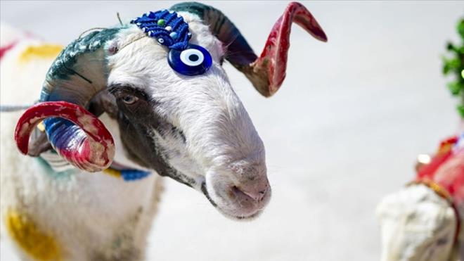 Terik tekbiri, Kurban Bayram gnlerinde farz namazlardan sonra topluca getirilen tekbirlerdir. Bu uygulama, Hz. brahim?in olu Hz. smail?i kurban etmeye hazrlanrken Allah?n emriyle gnderilen kola ilgili kssaya dayanr. Mminler, bu tekbirlerle Allah?n bykln ve kudretini yceltir. Peki, terik tekbiri nasl getirilir?