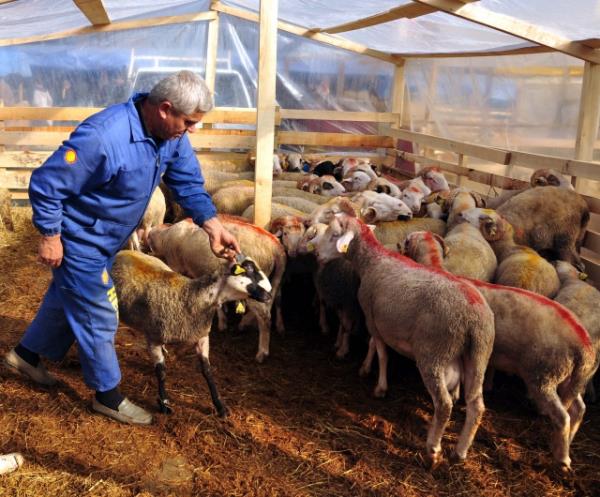 Pratik bir zm olmas itibariyle, bu konuda Hanefilerin yukarda zikredilen ls esas alnabilir. Bu takdirde, sabit gelirlilerin asli ihtiya harcamalarn ktktan sonra yllk gelirinden arta kalan miktar 85 gr altn (2013 yl iin yaklak 7200TL) deerine ulayorsa kurban kesmeleri gerekir. [Diyanet Vakf lmihl.ll.5]