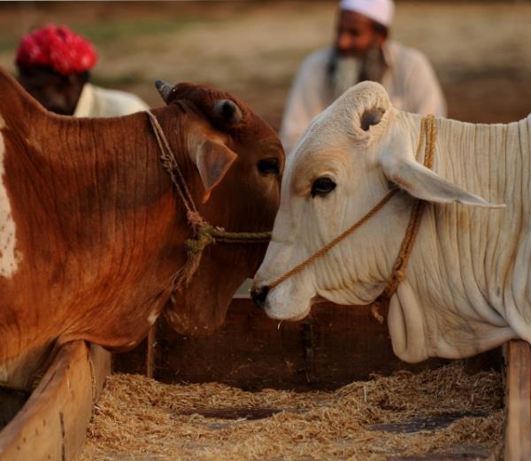 Bu nisabn zerinden bir sene gemesi art deildir. Kurbann vacip oluunda erkek olmak art deildir. Nisap miktar mala sahip olan hr kadnn da kendi parasyla kurban kesmesi vaciptir. [ Ebu Davud.10/454]