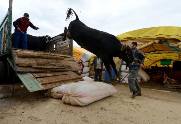 Bu hadiste Efendimiz, "imkn olup da kurban kesmeyen mescidimize yaklamasn." [ Bir Mslmann Yol Haritas.581] diyerek tehdid etmitir. Tehdid ancak vacibin terkinde sz konusudur. "Her hane halknn senede bir kere kurban kesmesi gerekir. "[ Tirmizi, Edahi.18; Ebu Davud, Edahi.3; bn Mace.Edahi.2]