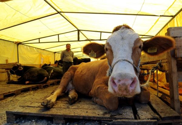 Byle mali bir imkna sahip her Mslman'n, akll ve bali/ergen olmas kaydyla kurban kesmesi gerekir. Bu durumdaki kadn ve yetikin ocuklar bizzat mkellef olmakla birlikte kocas veya babas bunlar adna hibe yoluyla kurban keserse o da yeterli olur. [ D.V.lmihl.2/6]
