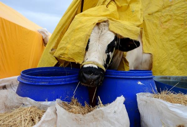 Dini bayramlarmzdan olan Kurban Bayram, Asr- Saadetten gnmze kadar kurban kesilerek kutlanmtr. Eyyam- Nahr/Kurbanlk hayvanlarn kesilme gnleri tabiri de, on be asrdan beri bu anlamda kullanlmtr.