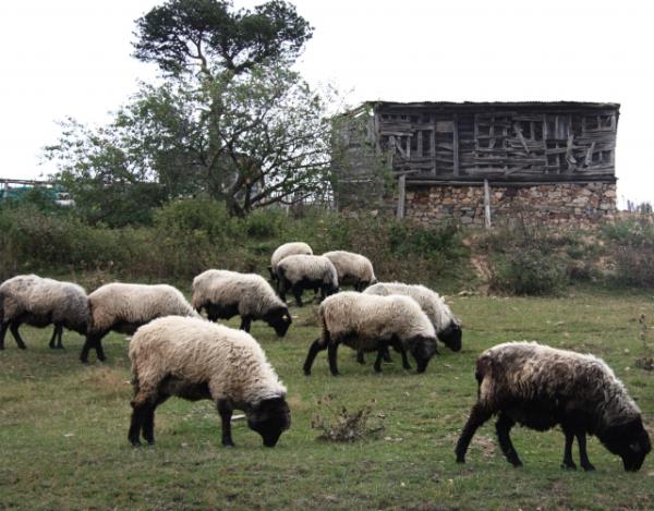 <b>Hads yle ikazda bulunmaktadr:</b> Kimin geim durumunda bir genilik olur da kurbann kesmezse, o kimse bizim namazgahmza yaklamasn! Evet, hads, kurban geim durumu msait olanlarn keseceini haber veriyor durumu msait olduu hlde kesmeyecek olursa, namazgaha gelmemesini de hatrlatyor.