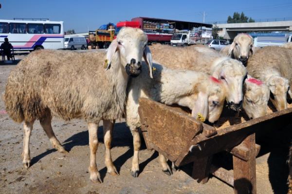Hanefi mezhebine gre, Hz Muhammed (sav)'e vacip olan, aksini ispat eder bir delil, bir kayt olmadka mmetini de kapsar, dolaysyla onlarn da kurban kesmeleri gerekir. Zira Peygamber Efendimiz sallallahu aleyhi ve sellem mmeti iin bir rehberdir. [ Bir Mslmann Yol Haritas.531]
