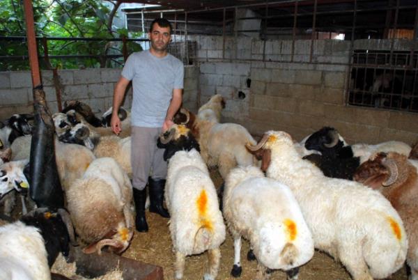 Vacib olan, kurban kesip kann aktmaktr. Kurban diri olarak tasadduk etmekle bu ykmllk yerine getirilmi olmaz. Tasadduk ancak, kurban kesildikten sonra yaplr ki; bu mstehaptr. [ Ebu Davud. 10/453] afi mezhebine gre kurban kesmek terk edilmesi istenmeyen bir snnettir ki bu da Hanefi mezhebindeki "vacip"e yakn bir yaklamdr. [ Bir Mslmann Yol Haritas.582]