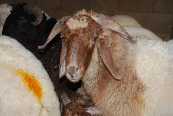 <b>3..Mukim olmak. Seferi/yolcu olmamak:</b> Hanefilere gre, yolcuya kurban kesmek vacip deildir. nk Hazret-i Ebubekir ve Hazre-i mer radyallahu anhm yolcu olduklarnda kurban kesmezlerdi. Hazret-i Ali radyallahu anh'den yle dedii rivayet edilmitir: "Yolcu olan kimseye Cuma namaz da, kurban kesmek de vacip deildir." [ Delilleriyle slm lmihli.611]