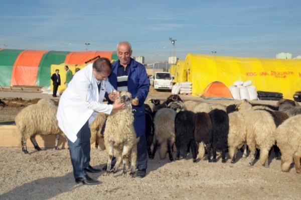 nk yolcu iin kurban kesmekte ve etinin deerlendirilmesinde bir takm glkler vardr. Bu, nedenle yolcudan gl kaldrmak iin Cuma namaz farz olmad gibi kurban da ona vacip deildir. Hanefiler dndaki  mezhebe gre kurban kesmek yolcu iinde snnettir. [ Delilleriyle slm lmihli.611]
