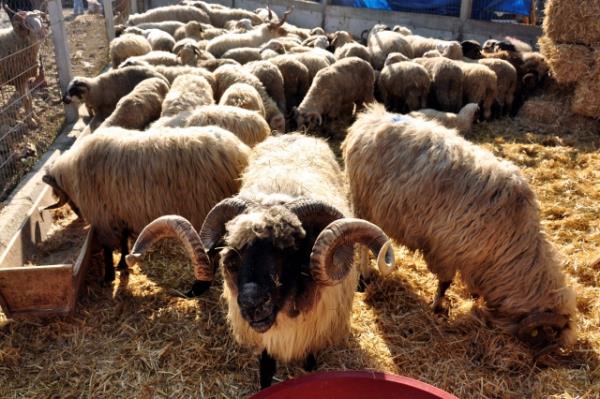 Bu miktar bir mala sahip olan kimsenin kurban kesme imkanna sahip olduu dnlmtr. Byle olunca cretli, memur gibi sabit gelirli kimselerin, kendi bte imkanlar iinde sknt ekmeden kurban cretini deyip deyemeyeceini gz nnde bulundurmas ve ona gre karar vermesi gerekir.