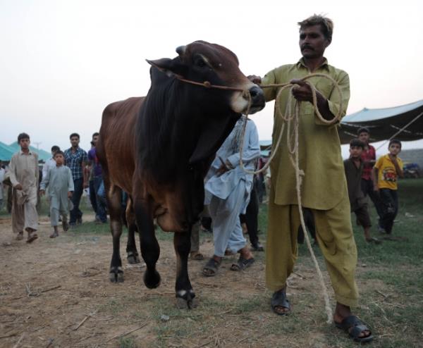 <b>4. Zengin olmak:</b> Hanefi mezhebine gre, kurban kesmeyi vacip klan zenginliin ls, zekatta ve ftr sadakasnda aranan zenginlik lsyle ayn olup kiinin borlar ve asli ihtiyalar dnda 20 miskal[85gr] altna , ya da buna denk bir paraya veya mala (yaklak 7200TL) sahip olmasdr.