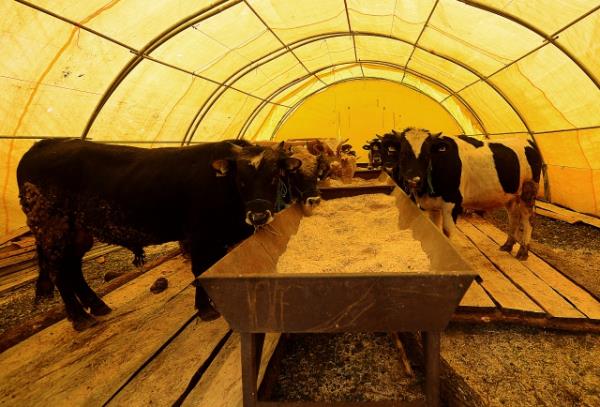 Kevser suresinde geen: "venhar" emri, slm alimlerinin ouna gre, kurban kesmek anlamndadr. Alimlerin ounluu bunun, Kurban bayram gnlerinde kesilen kurban olduu grndedirler. Zira bu konuda pek ok hadis-i erif vardr.