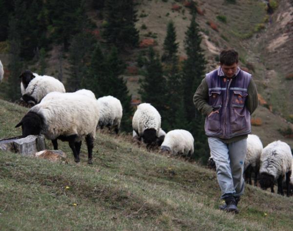 Dinimizin hem dnyaya, hem de hirete bakan emirlerinden biri de kurban kesme emridir. Resl-i Ekrem Efendimizin Medine'yi teriflerinin ikinci senesinde meru klnan Kurban, hli vakti yerinde olan Mslmanlar iin vaciptir. Bu vacibi, durumu msait olduu hlde ihmal edenlerin azaba urayacaklar, hadsin iaretinden anlalmaktadr.