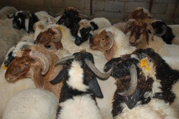 Bayram namazndan nce kurbann kesen birisine Allah Resul, yeniden kurban kesmeyi emretmitir. Peygamberimizin yeniden kesmesini emretmesi, kurban kesmenin vacip olduunu gsterir. [ Bir Mslmann Yol haritas.582] Ayrca bn-i mer radyallahu anh'dan rivayet edilmitir: dedi ki: Efendimiz sallallahu aleyhi ve sellem Medine'de on sene ikmet etti ve her sene kurban keserdi." [ Tirmizi ,H.no:1543]