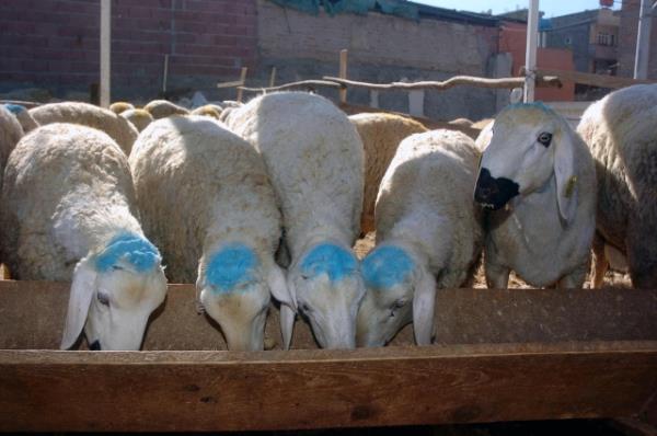 nk kurbann namaz, oru gibi bireyin niyetiyle ve i dnyasyla alakal yn bulunduu gibi onlara ilveten toplumda sosyal adaleti salayan ve nc ahslarn haklarn ilgilendiren yn de mevcuttur. Bu sebeple de, yolcunun namaz ve oruta yolculuk ve meakkat iinde olma ruhsatndan yararlanmas daha bireysel bir karardr. Kurbanda ise zikredilen hususlarn, bu ibadetin sosyal amalarnn gz nnde bulundurulmas, savunulabilir bir gereke, sknt veya mazeret bulunmad srece kurban ibadetinin yerine getirilmesi gerekir. [ lmihl.ll.Diyanet Vakf.4]