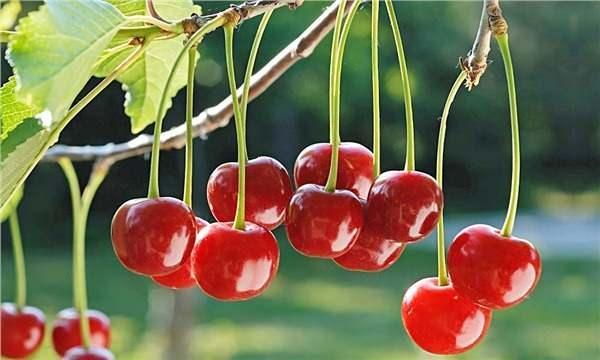 GL ANTOKSDAN KAYNAIDIR    Ayn zamanda vine, gl antioksidanlar ierir. Bu antioksidanlar, serbest radikallerin neden olduu hcre hasarn azaltarak sal korur. Sz konusu antioksidanlar cildin daha salkl ve gen grnmesine de katkda bulunmaktadr.