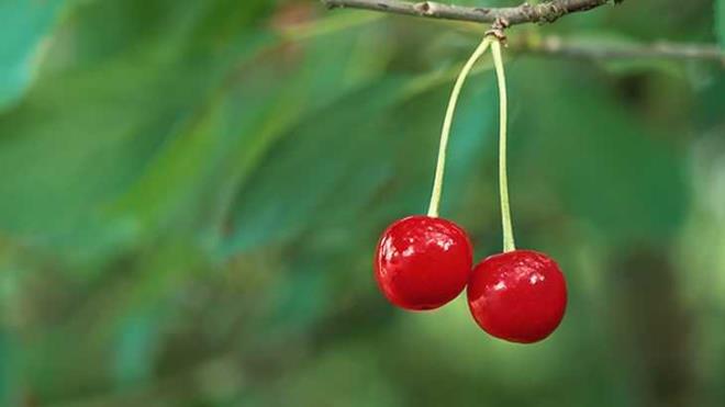 Ayn zamanda vine, dzenli olarak tketildiinde, kan basncn dzenleme ve kolesterol seviyelerini dengeleme gibi kardiyoprotektif etkilerde tamaktadr.