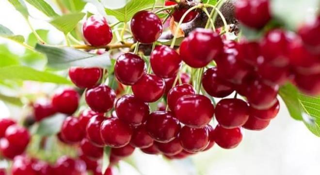 SNDRM SALII VE KLO KONTROLNDE ETKL     Kalorisi olduka dk olan vine, lifli zellii sayesinde kilo kontrol ve sindirim sal iin de birebir etkiye sahiptir.