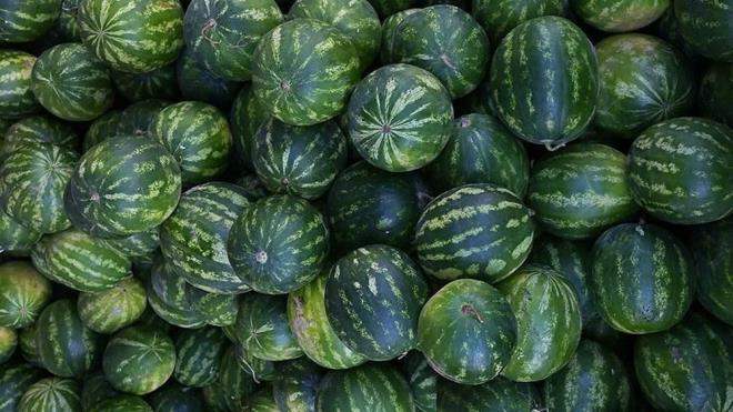 5. Sap Durumunu Kontrol Edin:    Karpuzun sap ksm kahverengi ve kuruysa olgunluk zamannda koparlm demektir. Yeil ve taze sapl karpuzlar ise olgunlamadan toplanm olabilir.