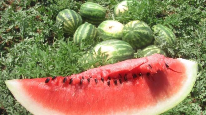 Y KARPUZ NASIL SELR?    1. D Yzeyi Kontrol Edin:    Karpuzun kabuu parlak deil, mat olmaldr. Kabuk yzeyi dzgn ve simetrik olmal, yamuk veya atlak olmamasna dikkat edilmelidir.