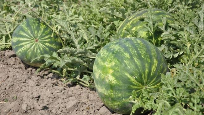 4. Arln Kyaslayn:    Ayn boyuttaki karpuzlar arasnda en ar olan genellikle en sulu ve lezzetli olandr.