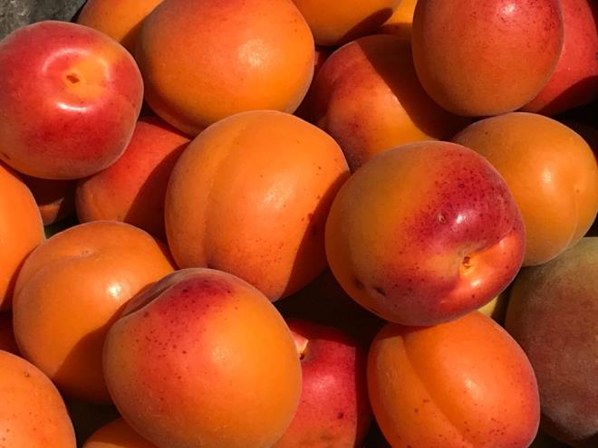 Trkiye'de kuru kaysnn yzde 90'ndan fazlasnn retildii Malatya'da bile kilosu 800 liradan balarken, lkenin eitli noktalarnda ve internet alveri sitelerinde bin liray geti.