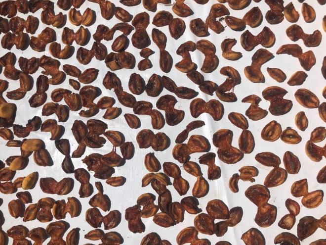 Bursa'daki pazar, arkteri ve marketlerde ise kilosu 800 ila bin lira arasnda satlyor. Adeta altnla yaran kuru kaysnn kilosu, eyrek gram altna edeer oldu. 4 kilosu ile bir gram altn alnabiliyor.