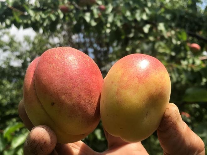 TK'in bu yla ilikin bitkisel retim tahminine gre, kays retiminin geen yla gre yzde 65 azalmas bekleniyor.