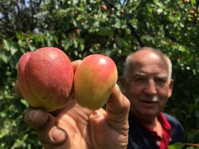 Nilfer ilesindeki bir arkterinin sahibi Fatih Karagz, zirai don nedeniyle kaysda yaanan kayplarn kurusunun fiyatlarn artrdn belirterek, "Artk yeterli rn de gelmiyor. Kilosunu 800 ila bin lira arasnda deien fiyatlardan satyoruz. Bu fiyatlardan talep de ok grmyor. u anda ucuza tazesi varken pahalya kurusu ilgi ekmiyor" dedi.