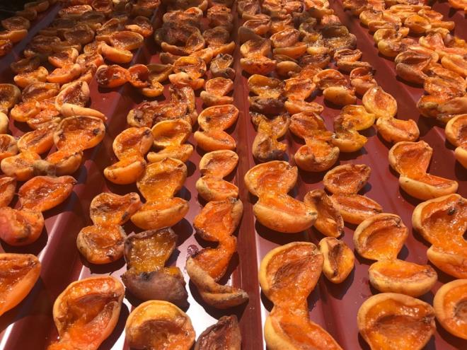 Taze tketim ve reellik iin talep gren taze kaysnn, zellikle lke retiminin nemli blmnn karland Malatya, Elaz, Sivas ve Kahramanmara'ta zirai don nedeniyle hi olmamas ise kurusunun fiyatn nisan ayndan bu yana srekli artrd.