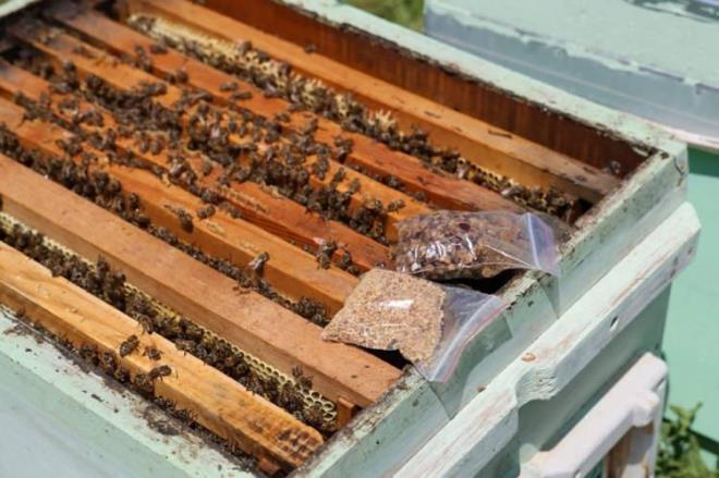 "ARI EKME OLMAZSA ARI OLMAZ"    Ar ekmeinin nemine vurgu yapan 25 yllk arc Engin Ekinci, yle konutu:    "Son yllarda yerli arclarmz da ar ekmei retmeye balad. Ar ekmei olmazsa ar olmaz. Arlarn ve tabiatn ham maddesidir.