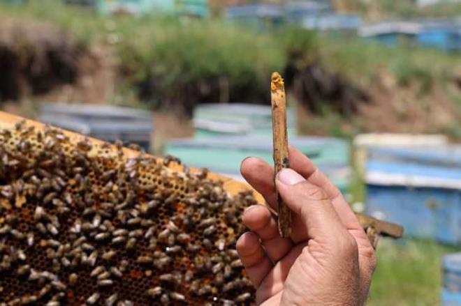 Bir ay ka ar ekmeinin yaklak 1 kilogram ete edeer miktarda protein barndrdn aktaran bal reticileri, ar ekmeinin zellikle diyet yapan kiiler ve ocuklar iin destekleyici bir gda olduuna dikkat ekiyor.