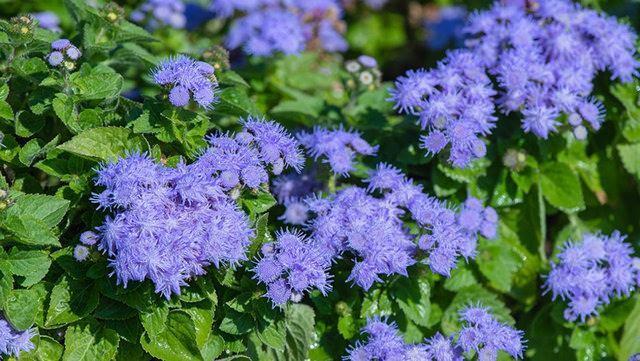 D P E    Di ipi iei genellikle parfmlerde kullanlr ancak sivrisinek kovucu olarak da tavsiye edilir. Kumarin ad verilen bir bileen ierdiklerinden vazolara yerletirebilir ya da suyunu karp etrafa pskrtebilirsiniz.