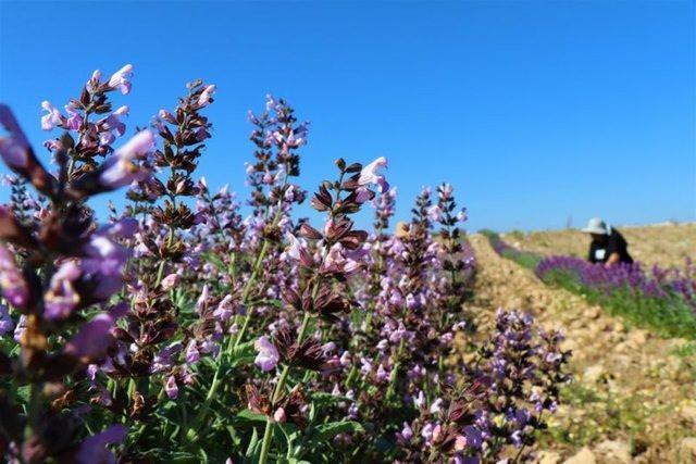 ADAAYI    Adaay, sivrisineklerin ve bceklerin sevmedii karyofillen ad verilen doal bir bileene sahiptir. Bu bileen yksek sda daha iyi aktive olur. Bu nedenle evinizde adaay yakarak bceklere veda edebilirsiniz.
