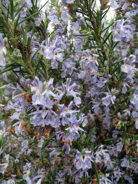 BBERYE    Biberiye yemeklere gzel bir aroma katmakla kalmyor, ayn zamanda sivrisinekleri bulunduu ortamdan uzaklatryor. Bceklerden doal yolla kurtulmak iin bir litre suya bir bardak kuru biberiye ekleyin, kaynatn, soumaya brakn ve karm bir sprey iesine koyun. Dorudan cildinize veya evcil hayvanlarnza uygulayabilirsiniz.
