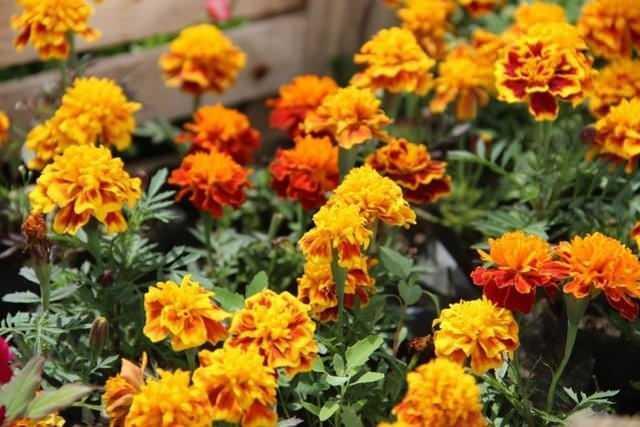 KADFE E    Kasmpat gibi, kadife iei de piretrin ierir ve bcek kovmak iin kullanlabilir. Doal kr iin bir avu kadife iei ve suyu kartrp 2 gn karanlk, serin bir yerde ara sra sallayarak dinlenmeye brakn. Svy, bir sprey iesine koyun ve bceklerin olduu yere pskrtn.