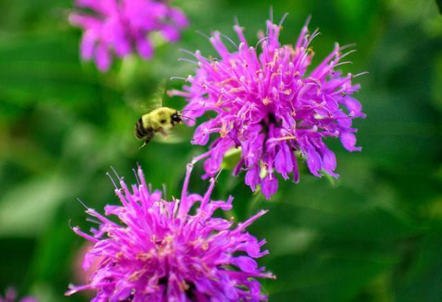 BERGAMOT    Ar balsam olarak da bilinen bergamot, sinekleri ve arlar cezbeder, ancak kklerinin pestisit olarak da nemli bir rol vardr. Ayrca yeralt zararllarn uzak tutabilen timol maddesi ierirler.