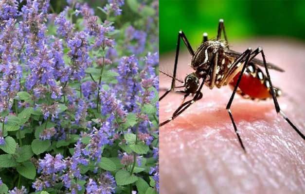 Yaz scaklarnn gelmesiyle birlikte sivrisinek mevsimi geldi. Yaz aylarnda ok rahatsz edici olan sivrisinekleri baz bitkilerle uzaklatrabilirsiniz. Evde bulunduracanz iek ve bitkilerle hem evin havasn temizleyebilir hem de rahatsz edici sineklerden kurtulabilirsiniz. Peki sivrisinek ve bcek kovucu bitkiler nelerdir? te sivrisinekleri doal yolla uzaklatracanz bitkiler...