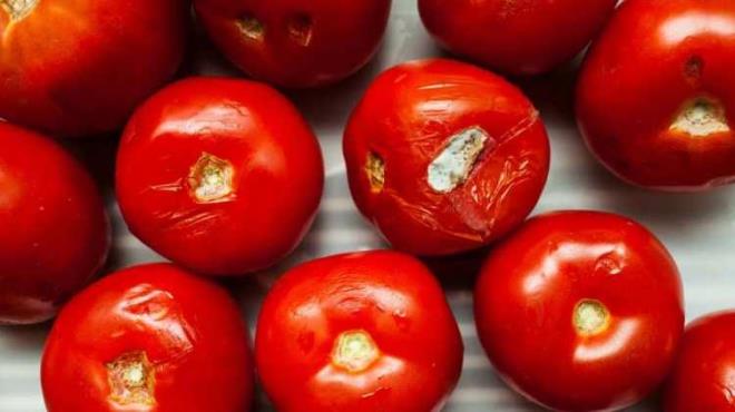 - Daha sonra sulayn. Her gn dzenli suladnz takdirde birka hafta iinde imlendiini ve filizlendiine ahit olucaksnz.