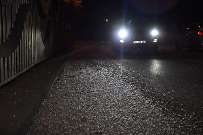 te yandan, baz vatandalar da kprye den sinekleri ellerine alarak inceledi.