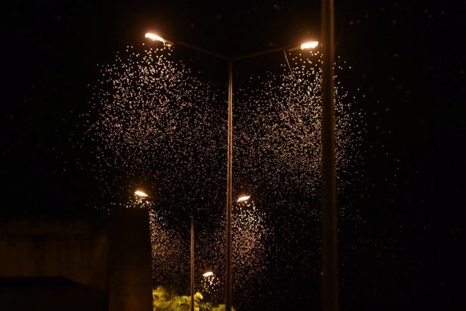 iftlemek iin "lm uuu" yapan birgn sinekleri, Adapazar ilesindeki tarihi Sakarya Kprs'nde bulunan aydnlatma direklerinin evresinde toplanarak uu yapt.