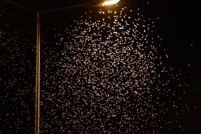 "Mays Sinei" ya da "St Sinei" olarak da bilinen birgn sinekleri, mrlerinin byk bir ksmn suda geirdikleri 1 ila 3 yllk erginleme srecini tamamlamalarnn ardndan temmuz ay banda Sakarya Nehri'nden kt.