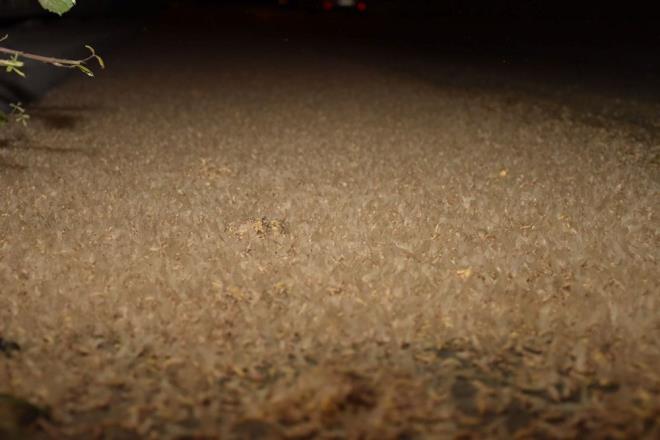 Ayn gn iftleip toplu halde len birgn sinekleri, dt kprde kayganlaan zemin nedeniyle srclere zor anlar yaatt.