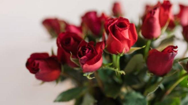 Doranm sarmsa, gl dalnn kesik ularna nazike srn. Bu ilem, daln salkl bir ekilde kk salmasna yardmc olacak ve olas enfeksiyon risklerini en aza indirecek. Yntemin en ilgin ksm da kullanacanz sebzenin patates olmas. Patates, ieriindeki besin maddeleri sayesinde bitki kklenmesini tevik eden doal bir g merkezidir.