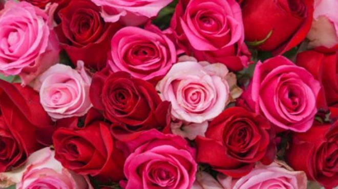 Bir adet patatesi soyun ve kk, kare eklinde paralara ayrn. Ardndan, her bir parann ortasnda gl dalnn tabann yerletirebileceiniz bir delik an. Ardndan gl dalnn alt ksmn bu delie yerletirin. Patates, dal iin hem bir destek hem de besin kayna grevi grebilir.