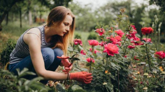 Gl dalnzn kk salmasn hzlandrmak iin evde kolayca hazrlayabileceiniz bir solsyon tarifi mevcut. Bir di sarmsa ince ince dorayn ve bir kaba ekleyin. zerine 2 yemek ka pirin ve 300 ml su ilave edin. Bu karm iyice kartrn ve sarmsak ile pirincin suda znmesini bekleyin. Hazrladnz bu solsyon, gl dalnn kklenmesini salayacak.
