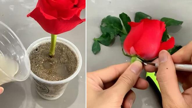 Gl kklendirme srecine balamadan nce, salkl bir gl dal semek ok nemlidir. Bu yntemle, hem btenizden tasarruf edebilir hem de bahenizi rengarenk gllerle doldurabilirsiniz. stelik bu teknik, evde bulunan malzemelerle, nemli bir sebze sayesinde kolayca uygulanabiliyor.