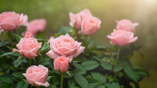 Salkl gller yetitirebilmek iin ncelikle gl ve salkl bir dal semeniz gerekir. Daln zerindeki tm yapraklar nazike temizledikten sonra kesim ilemini yapabilirsiniz. Sradaki admda, bir di sarmsa aln, soyun ve ince ince dorayn. Sarmsak, antibakteriyel ve antifungal zellikleriyle bilinir.