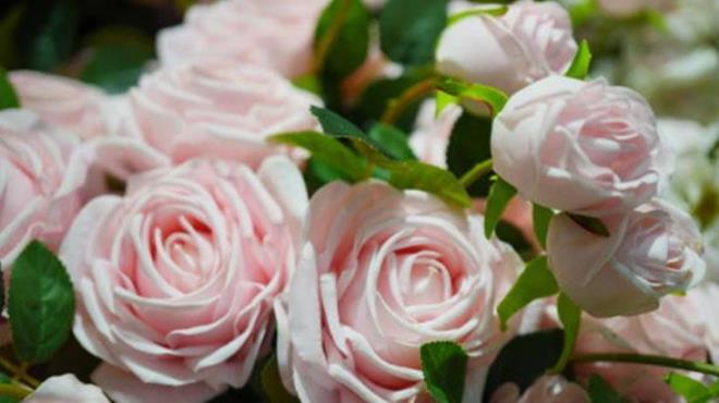 Doru yetitirme ortamn oluturmak iin nehir kumu kullanabilirsiniz. Bir plastik bardan yaklak te ikisini nehir kumuyla doldurun. Ardndan, patates dilimine yerletirilmi gl daln bardan ortasna yerletirin ve kalan ksm kumla doldurun. Kumu, hazrladnz kk uyarc solsyonla nemlendirin. Nemli bir ortam yaratmak ok nemli.