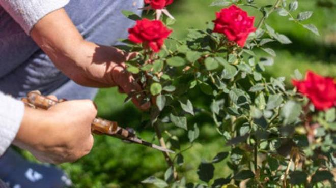 Barda, iindeki nemin kamasn nlemek iin plastik bir torbayla skca kapatn. Torbay bardan altna bantla sabitleyin, bylece su buhar ieride kalr ve dalnz her zaman taze kalr. Bu mini sera etkisi, kklenmeyi hzlandrr. Hazrladnz barda, dorudan gne ndan uzak, serin ve glgeli bir yere yerletirin. Yaklak 5 gn sonra, gl dalnz kontrol edin. Bu sre sonunda gl kkler gelitirdiini grebilirsiniz.